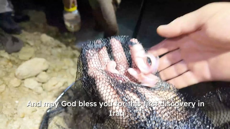 Blind Fish Discovered in Anbar Desert Cave